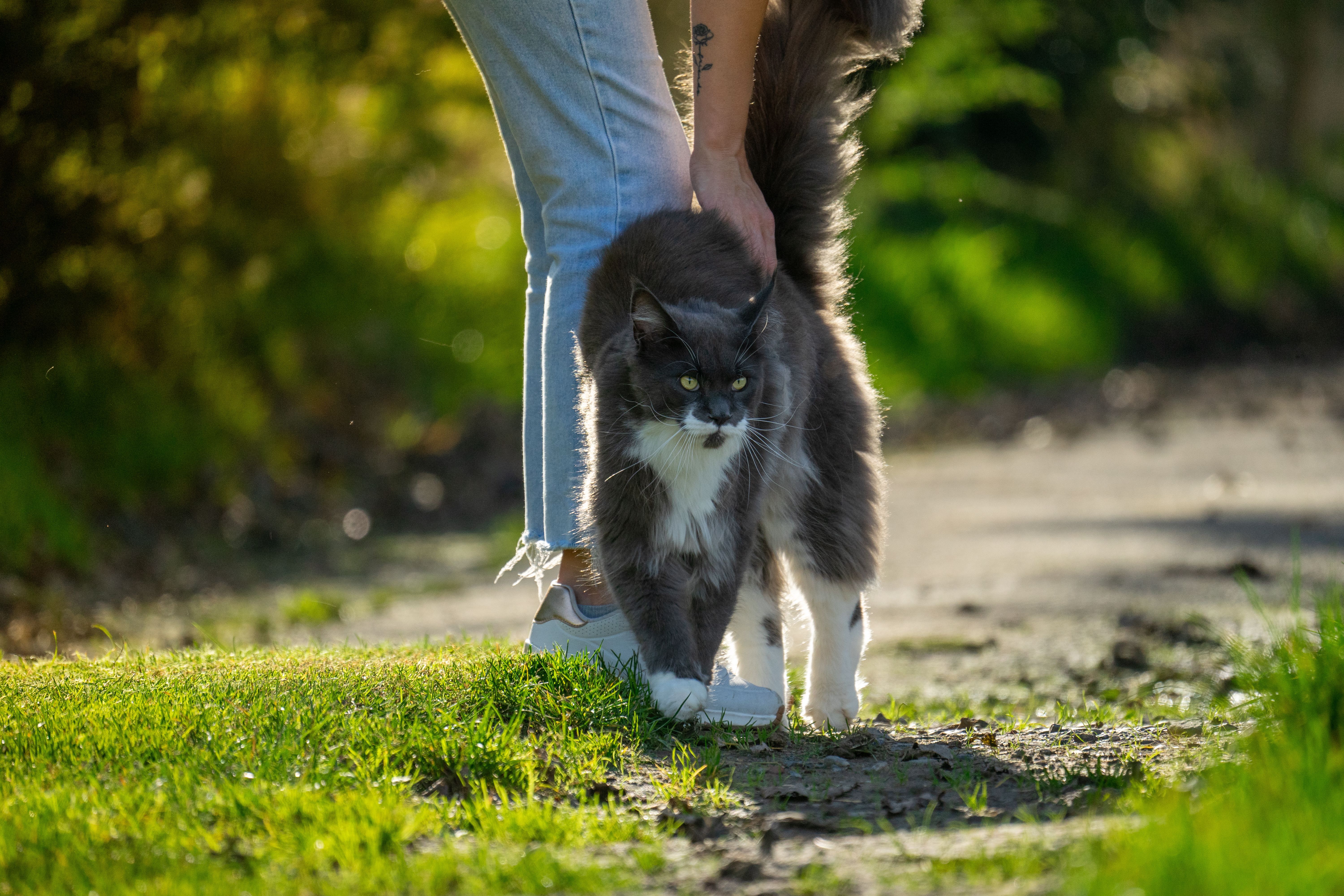 long haired grey and white cat rubbing around owner's ankles