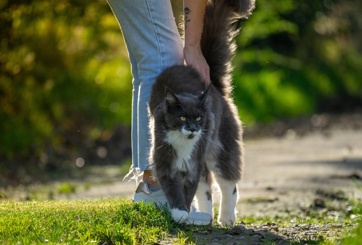 long haired grey and white cat rubbing around owner's ankles