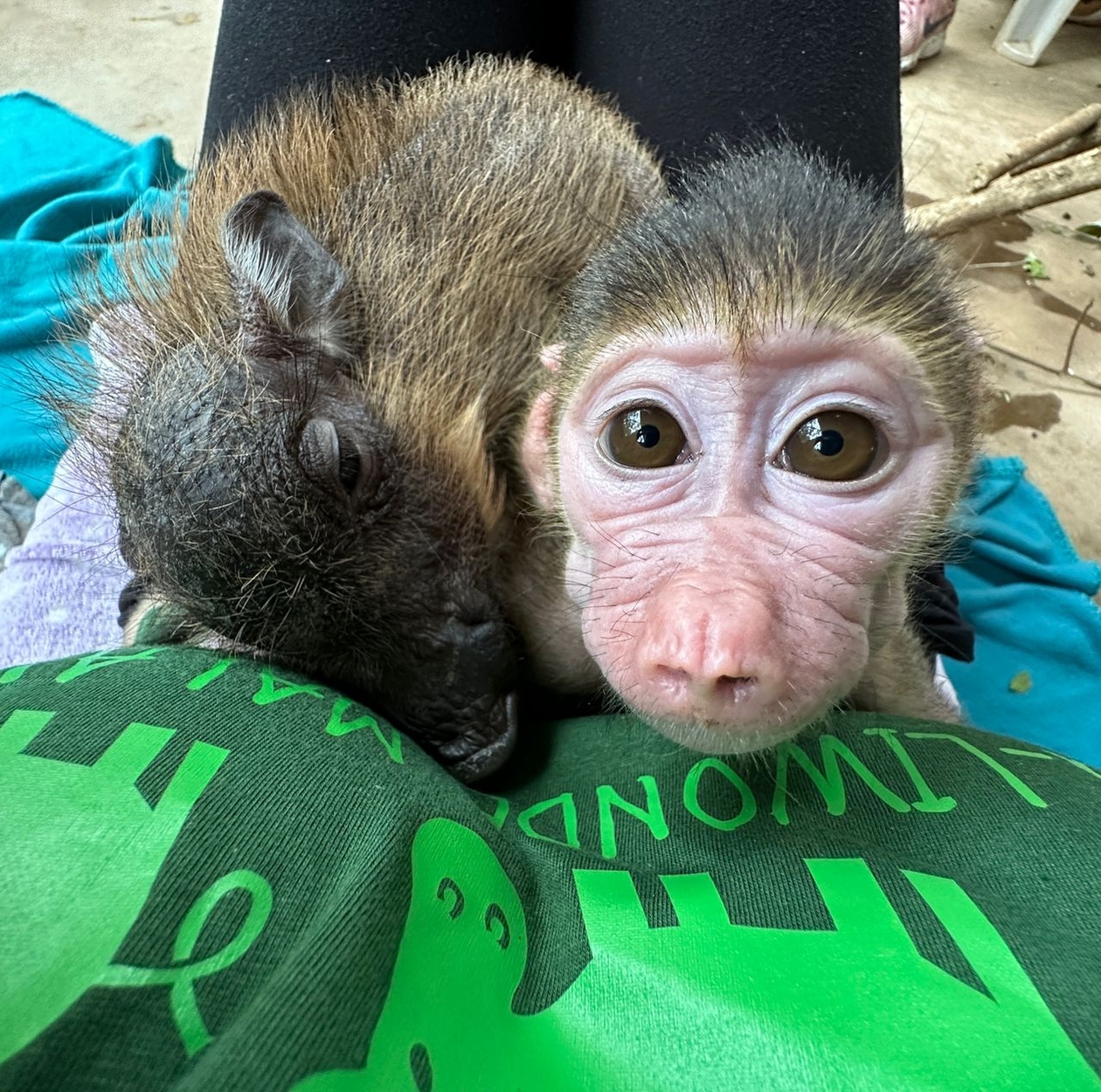 A young baboon and boar, sitting together on a vet's lap