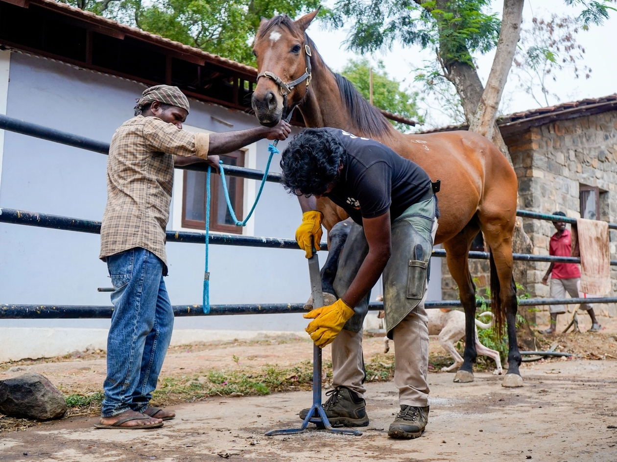 Horse getting hoof care from the farrier