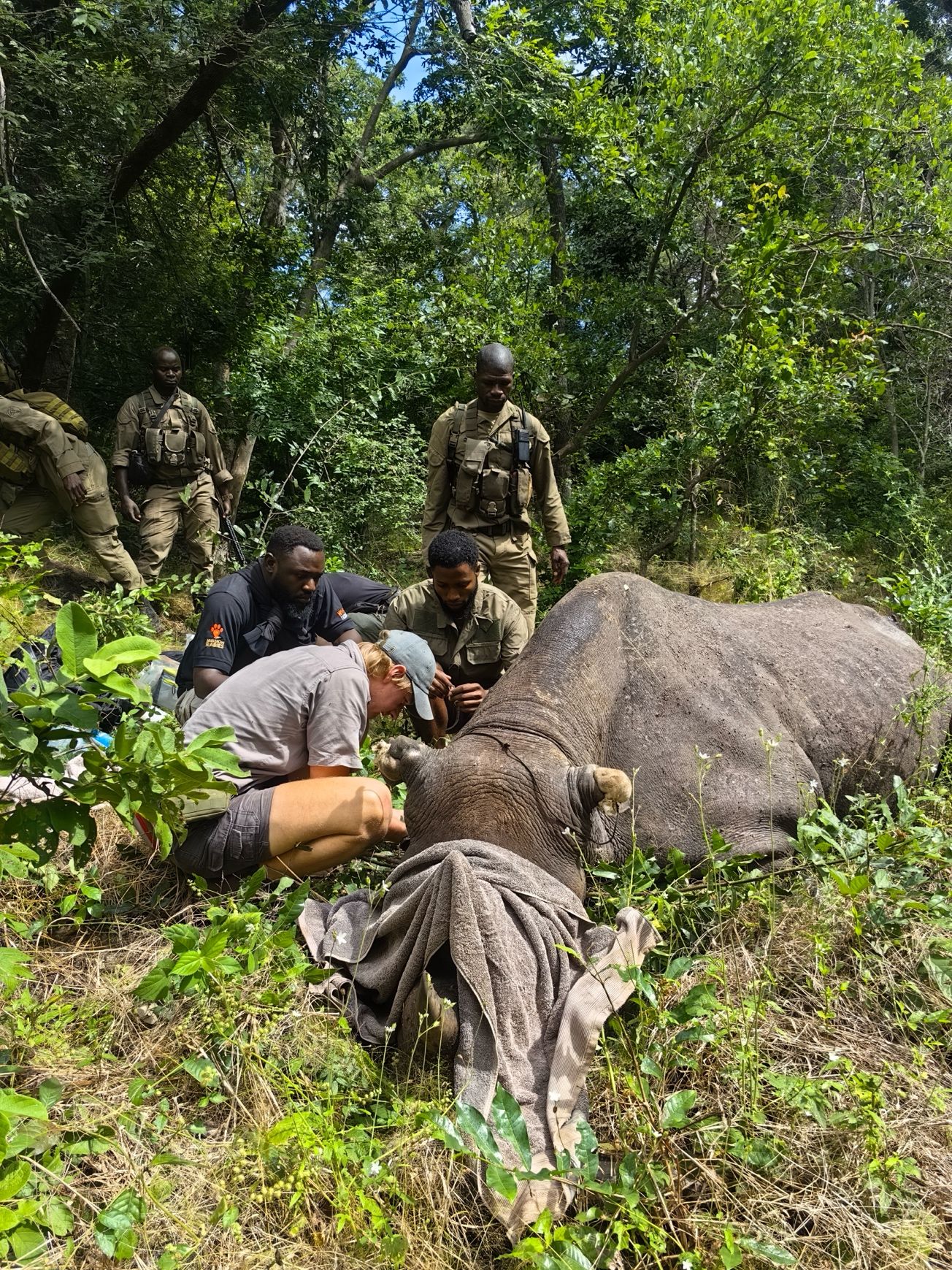 rhino being treated in Malawi by WVS vet team