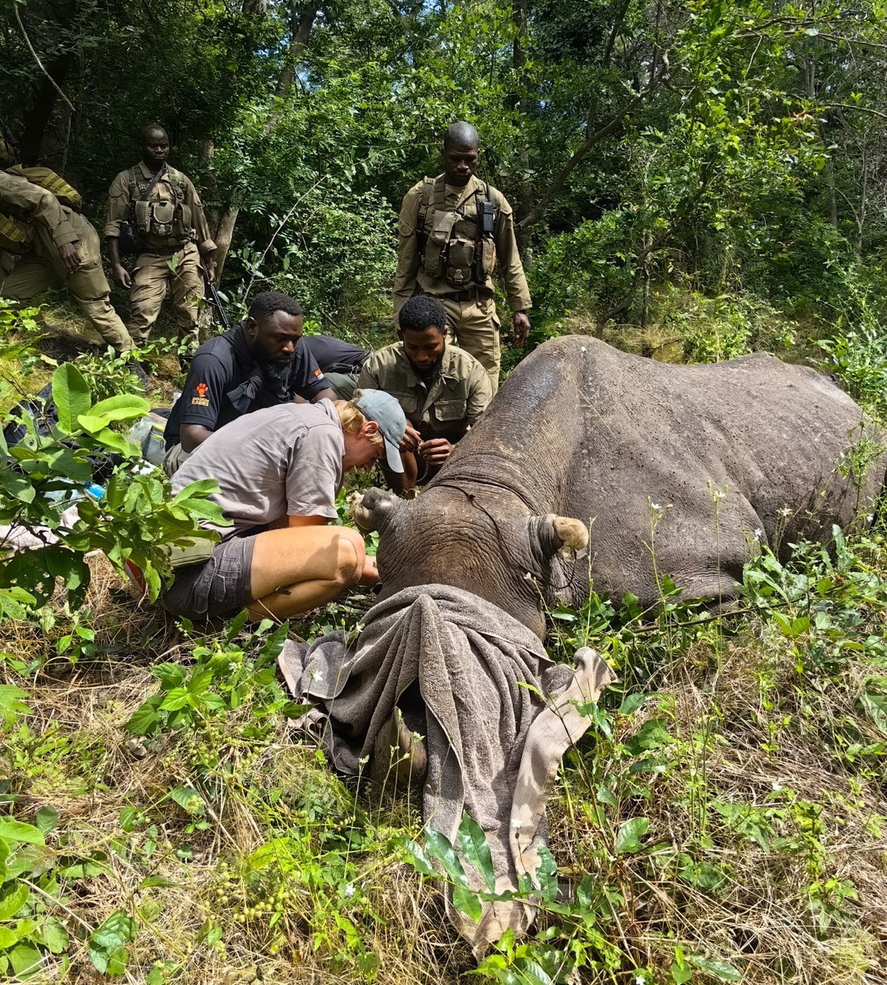 rhino being treated in Malawi by WVS vet team