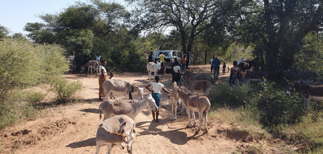 People waiting with their donkeys to see the visiting vet