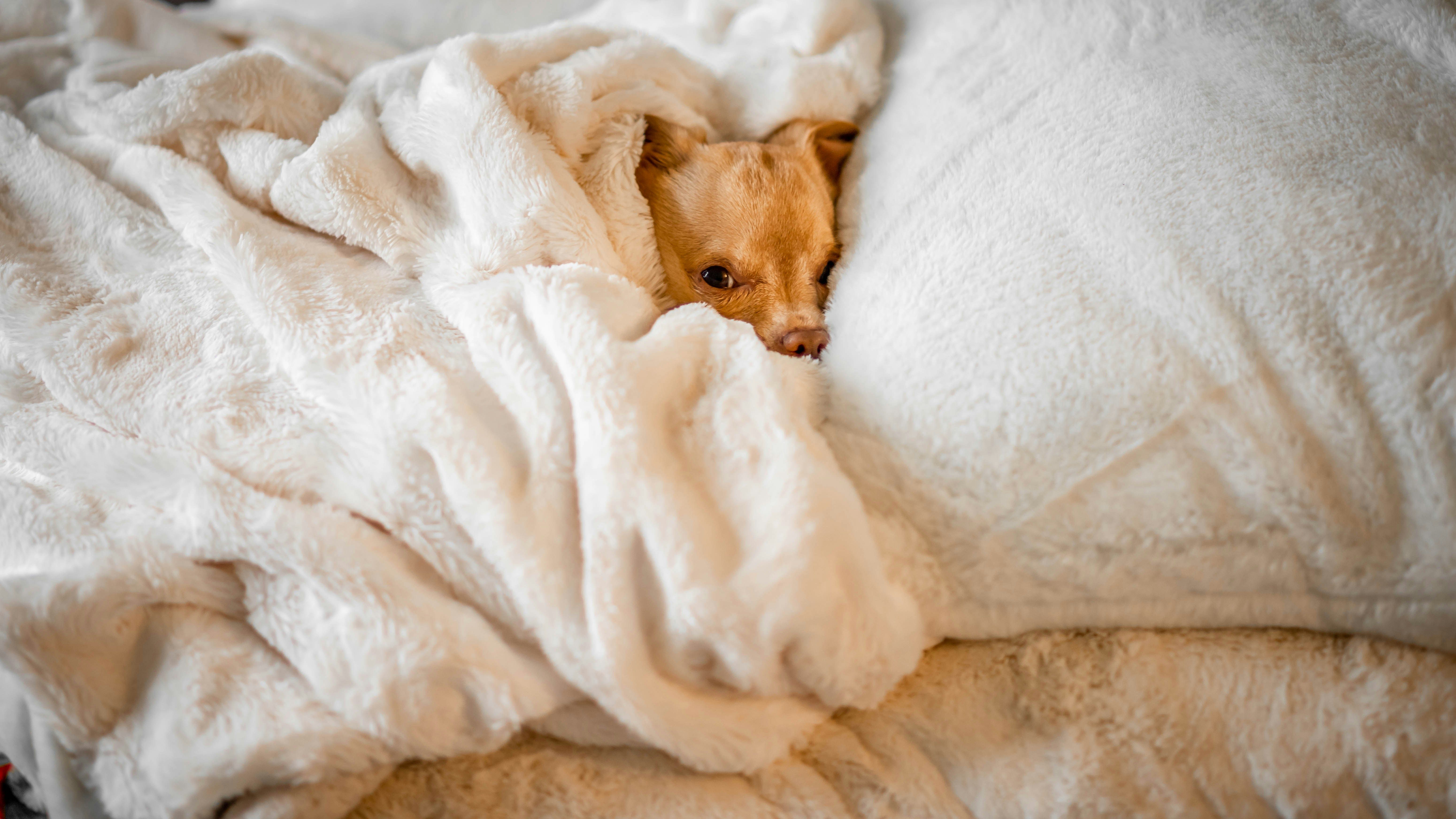 small dog snuggled into white blanket