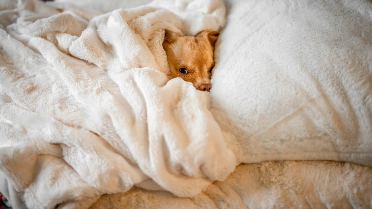 small dog snuggled into white blanket