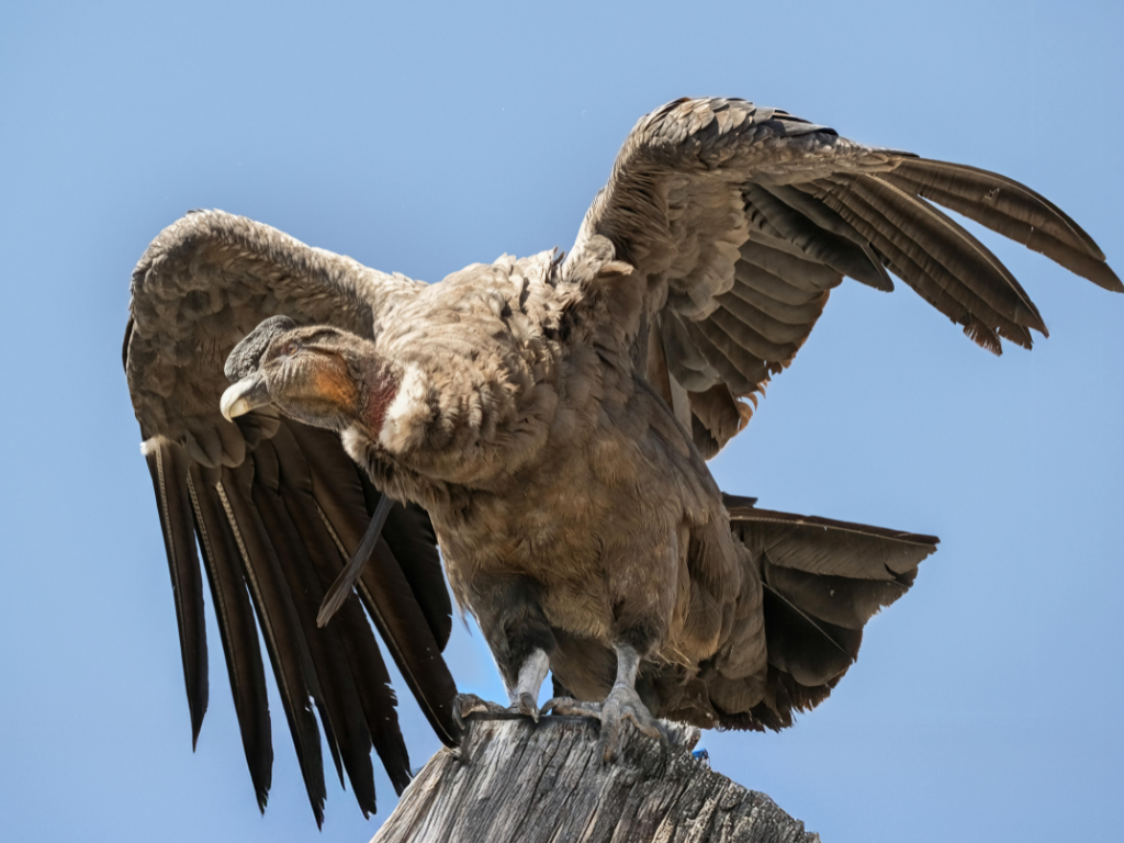 Andean Condor perched on a tree trunk