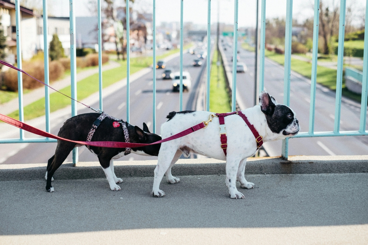Boston terrier sniffing another dog