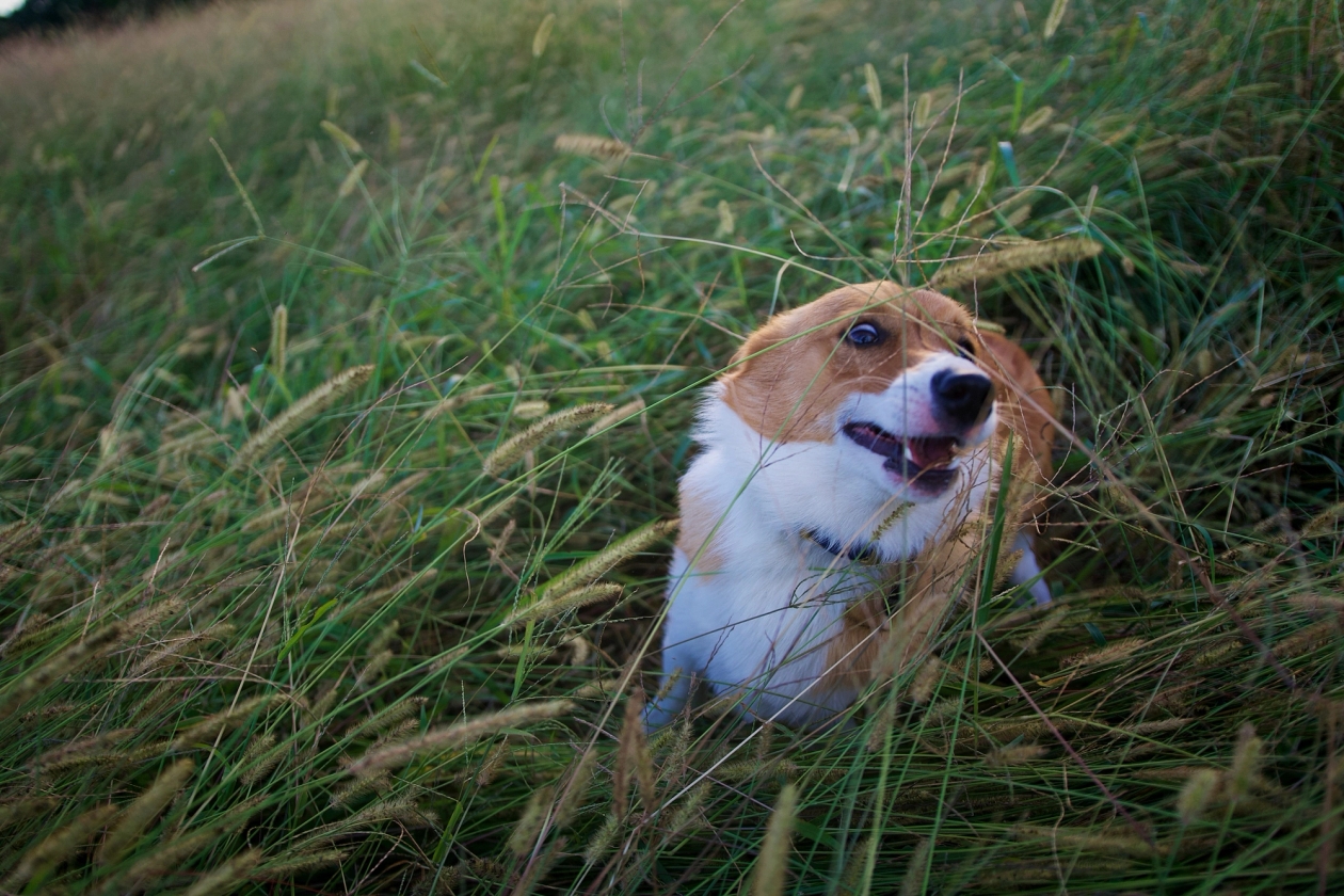 Corgi playing in the grass