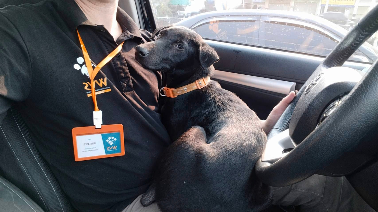 black dog on the lap of a person driving a van