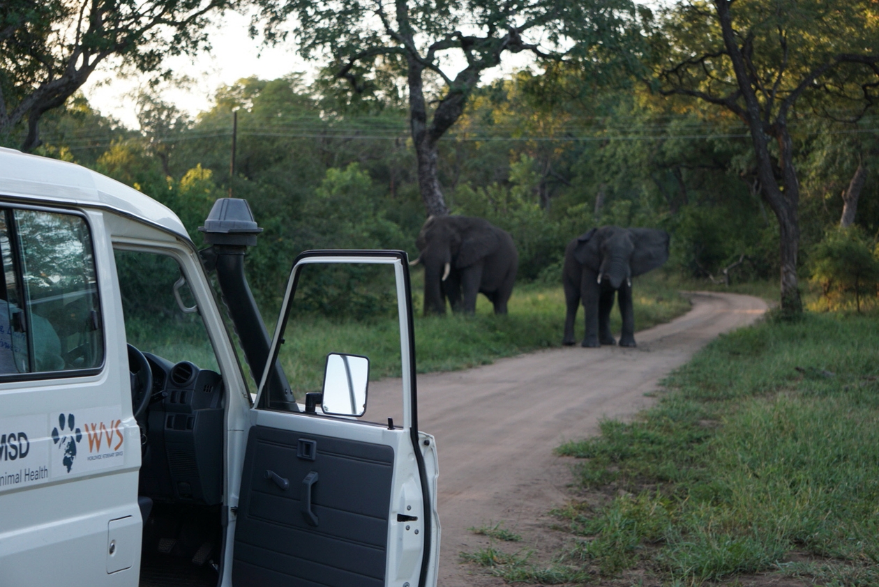 WVS vehicle on the path in the Majete Wildlife Reserve, the door is open, and they are watching two elephants who are on the road