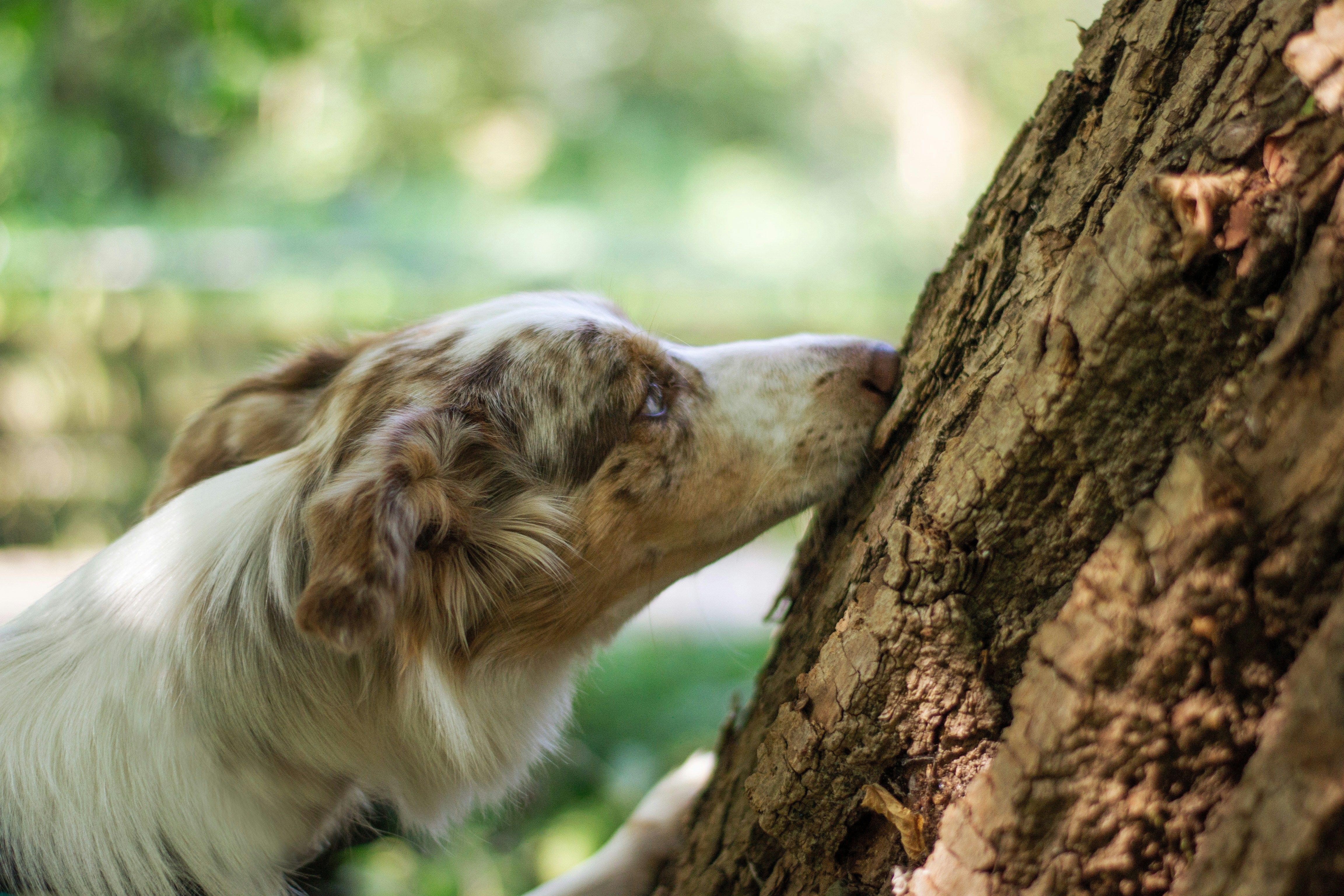 dog sniffing a tree
