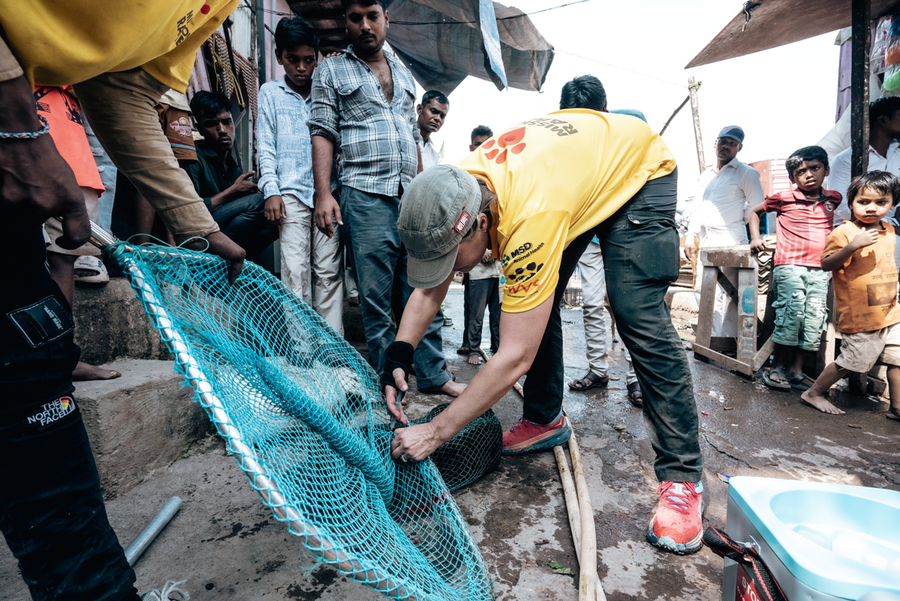 Dog being vaccinated with a catching net in Mumbai, India.