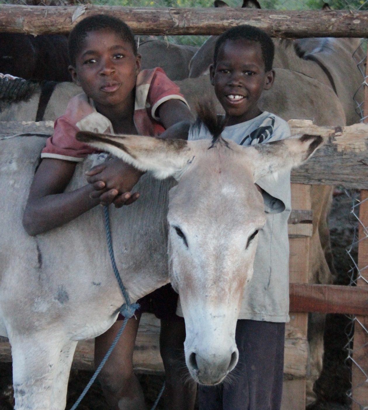 Two young boys with a donkey in Tanzania