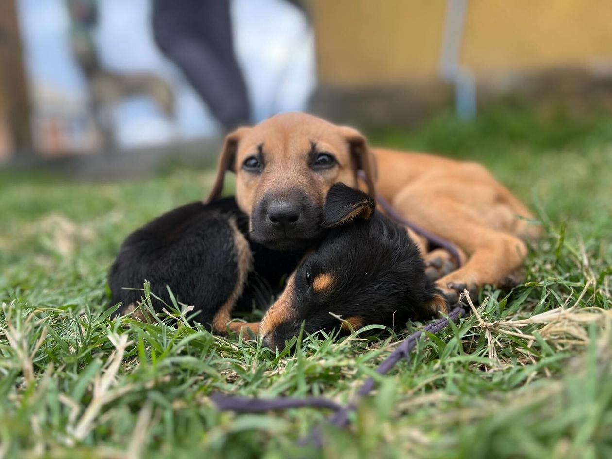 Young Vets Training: The 5 Needs of Animals!