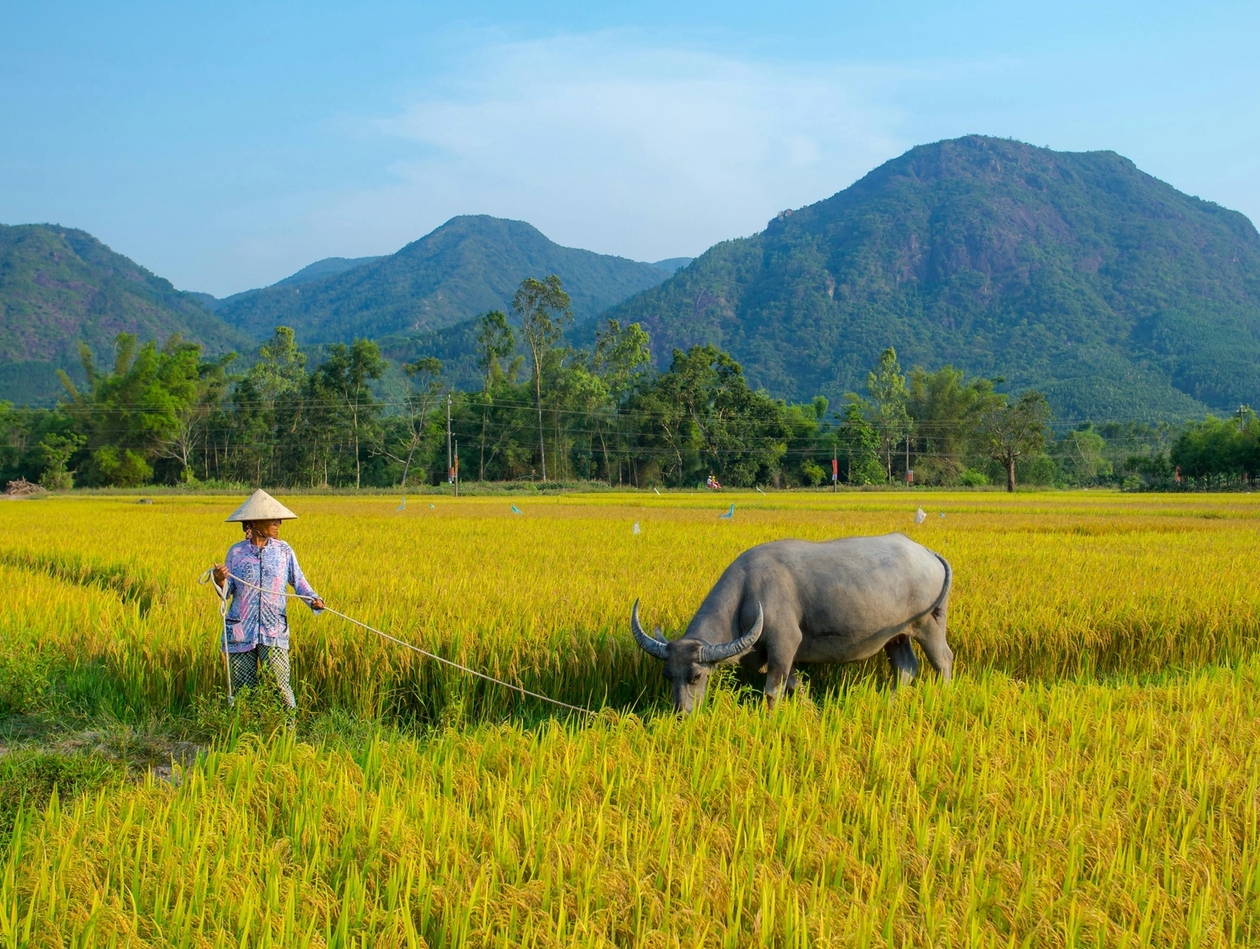 ploughing using buffalo in Vietnam
