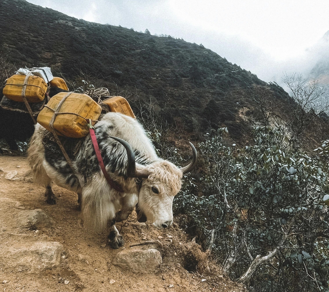 Yak in the Himalayas