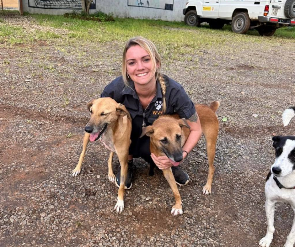 A vet nurses with some dogs in Malawi