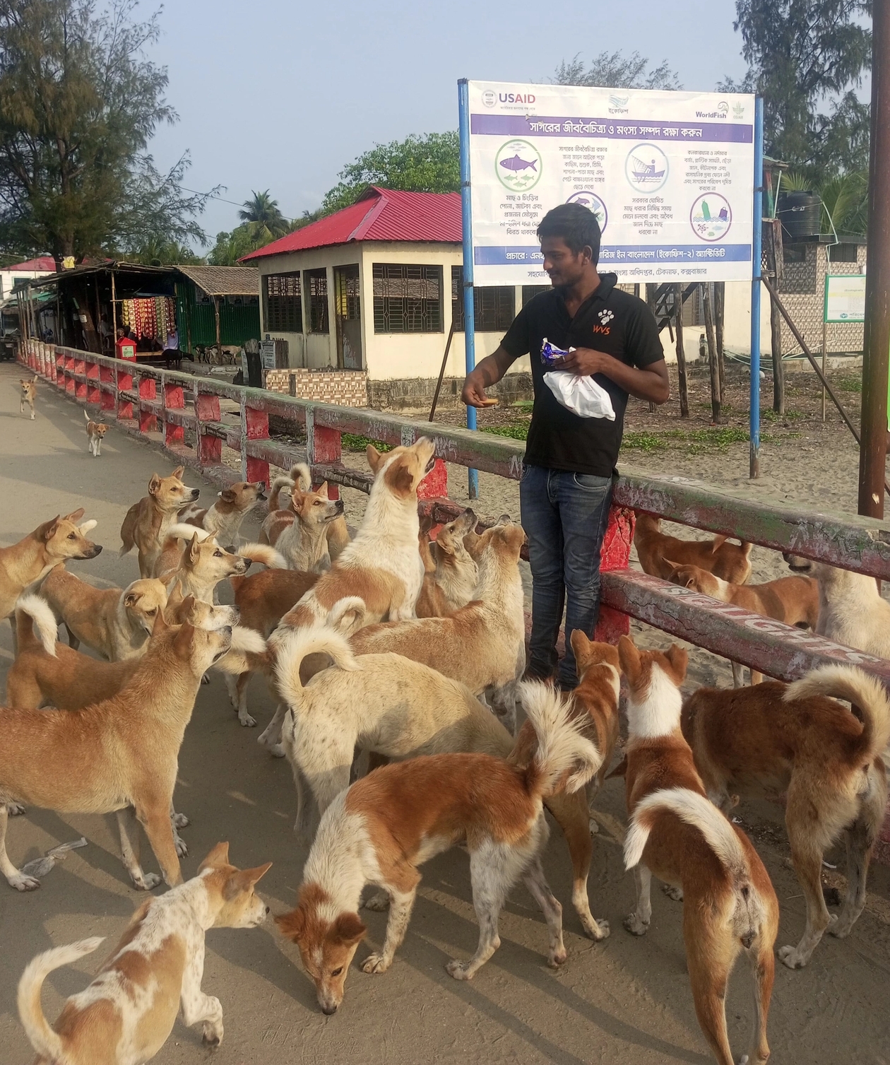 stray dogs being given a treat by WVS team