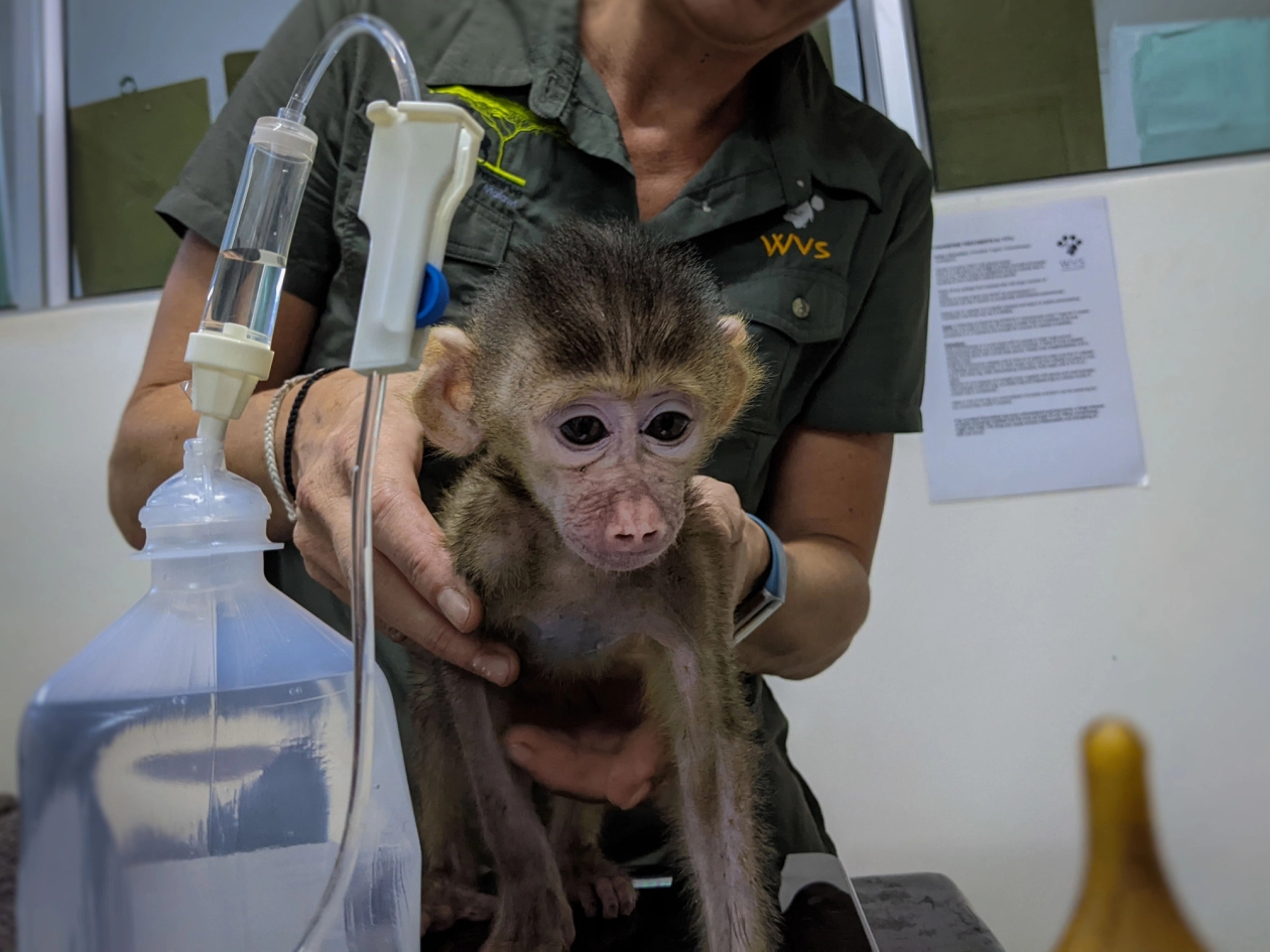 Bobo the young baboon held by a vet next to a bottle of saline
