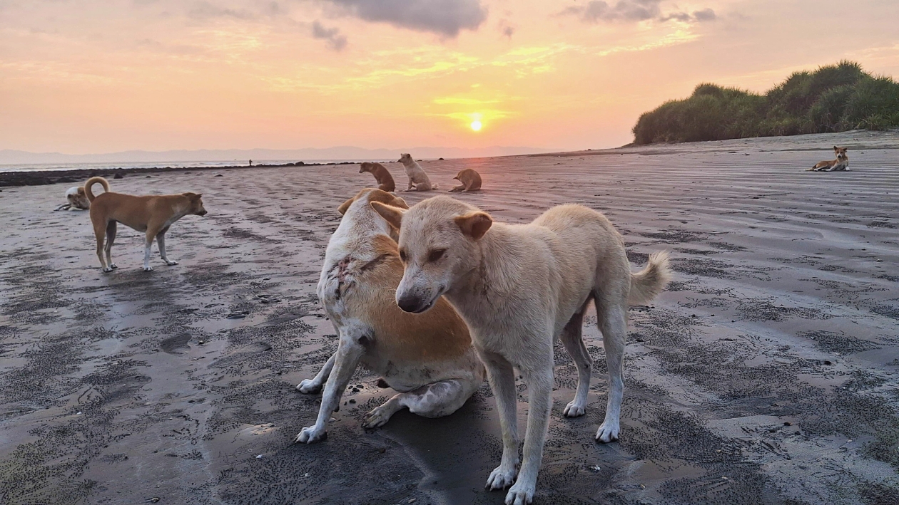 stray dogs on the beach St Martins Bangladesh