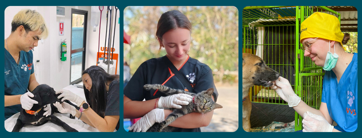 WVS vet nurse animal carer thailand