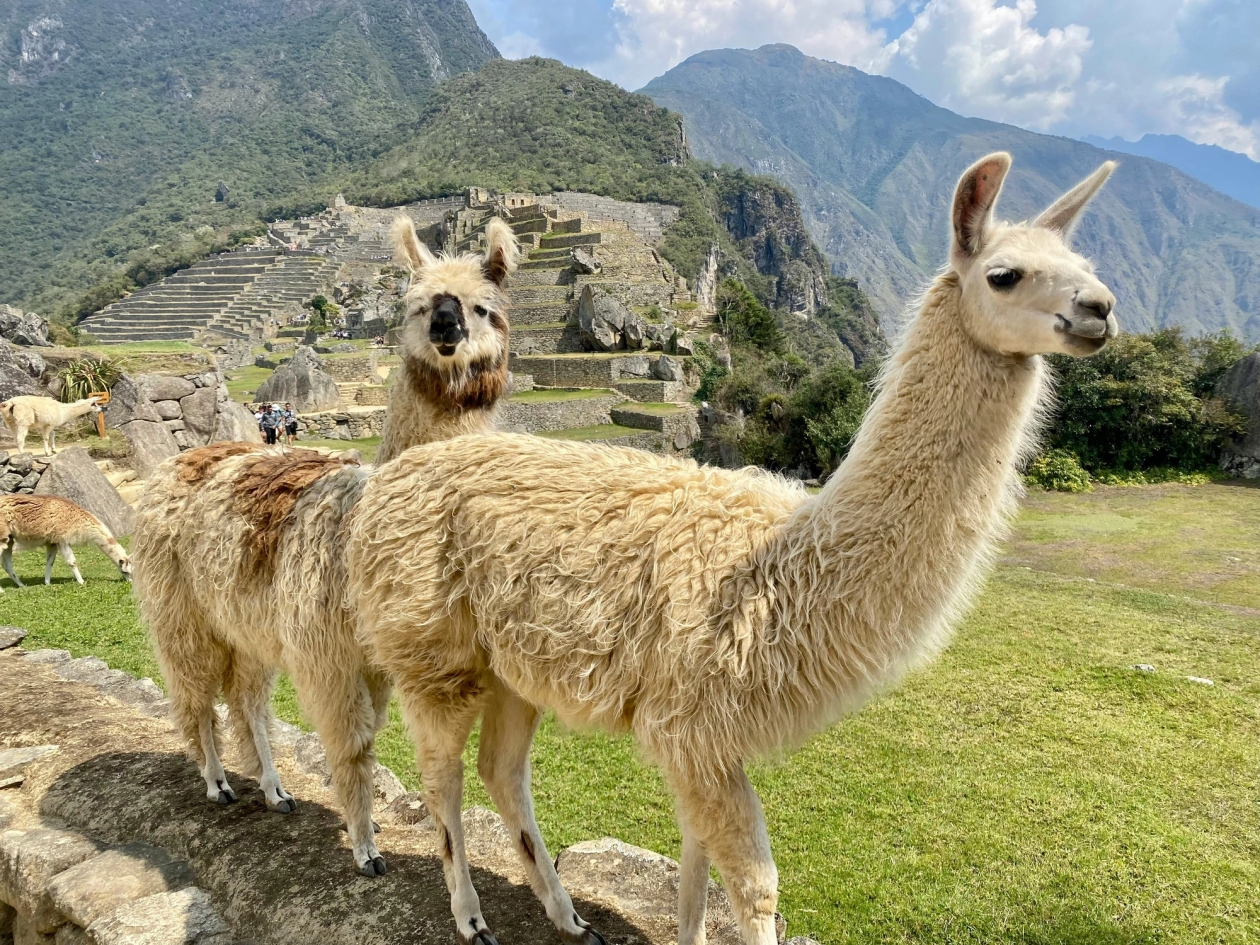 Alpacas in Peru