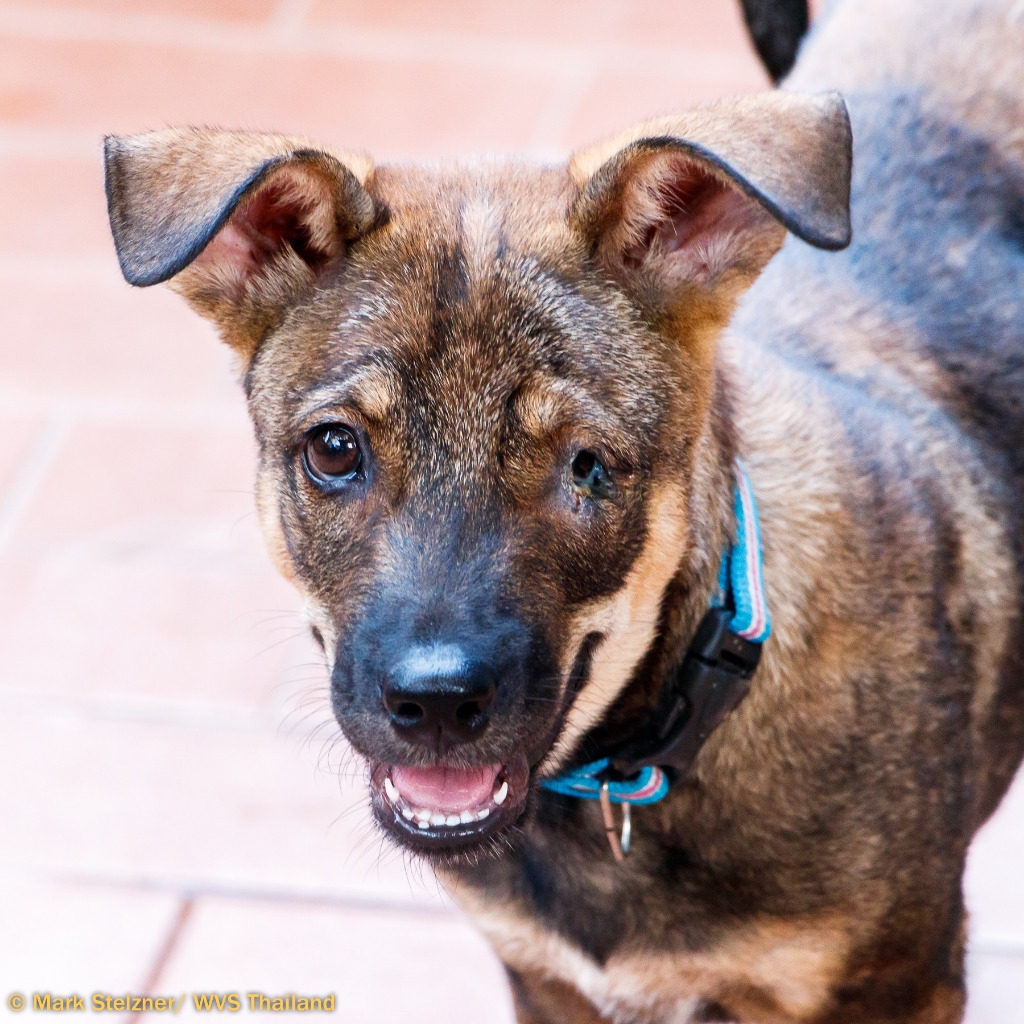 A brown, tan and black puppy with one eye 