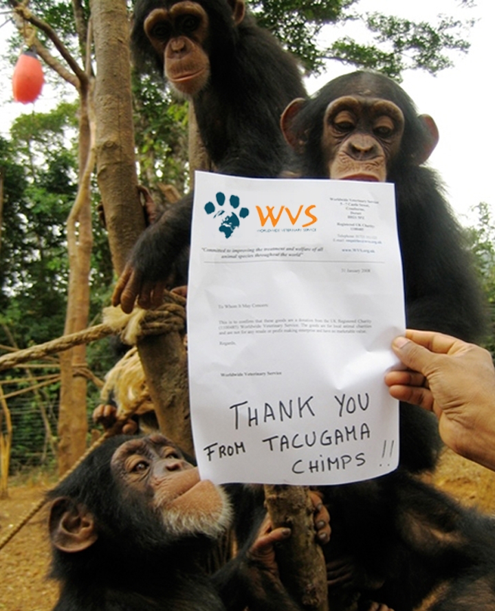 Chimp sanctuary residents in Sierra Leone holding up a thank you note for WVS