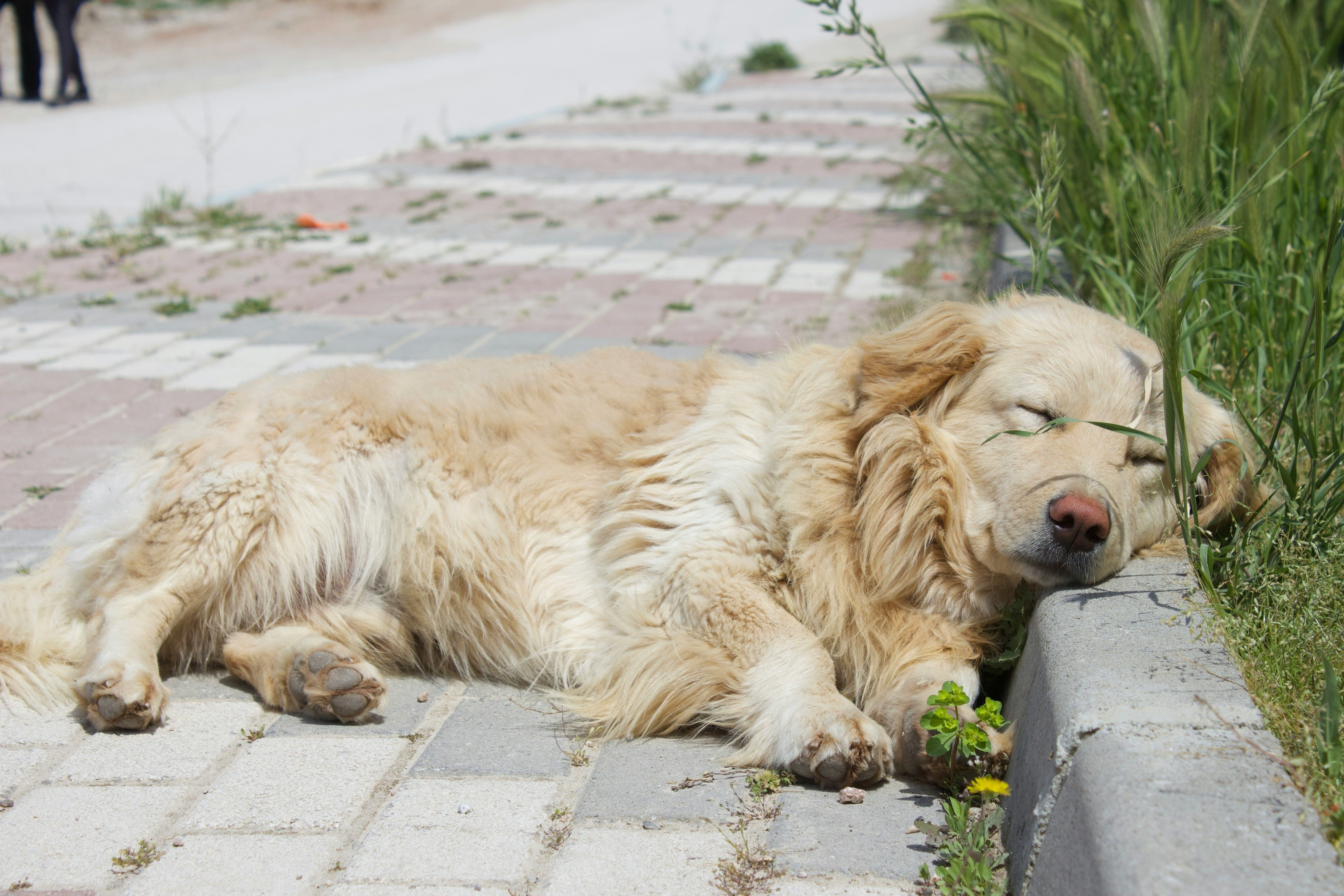 golden retriever asleep outside