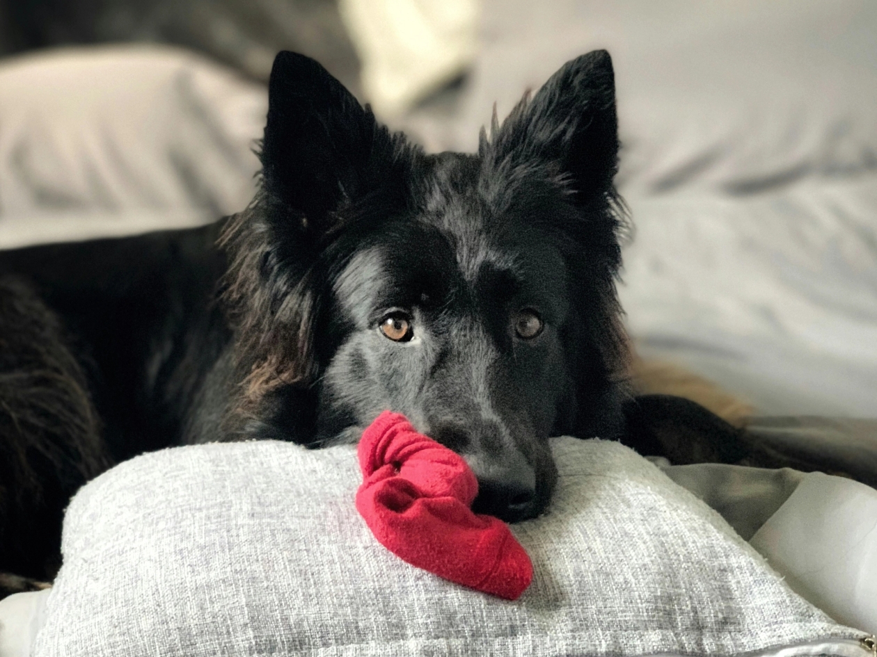 black dog with a red sock in its mouth