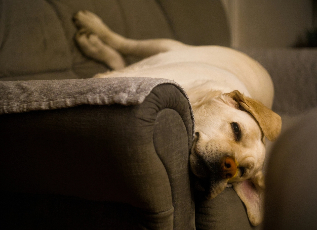 yellow labrador dog sleeping on a sofa