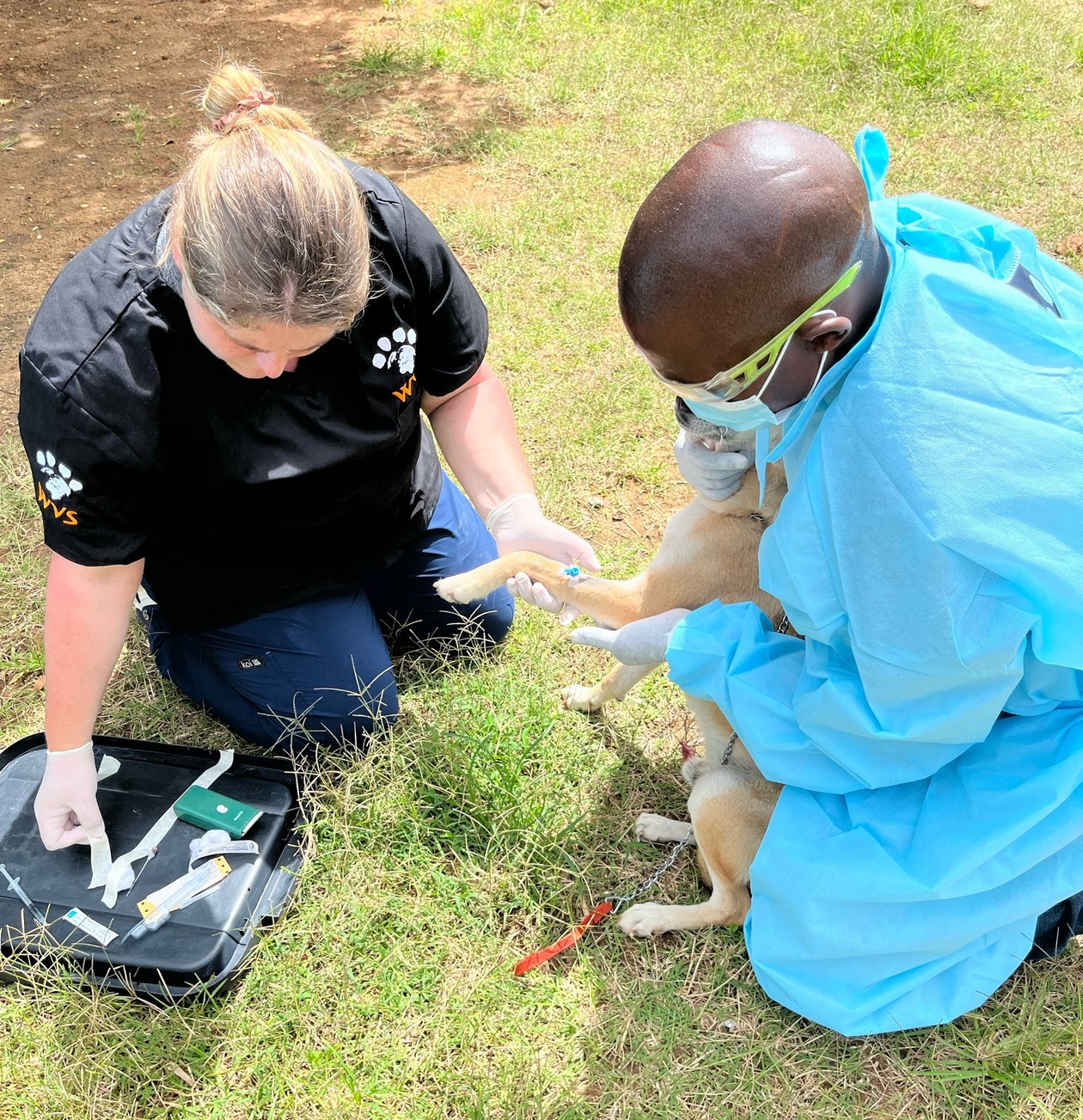 vet nurse and WVS vet team treating a dog outside in Malawi