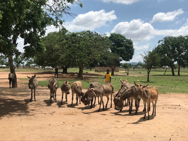 Group of donkeys standing in a clearing in Tanzania