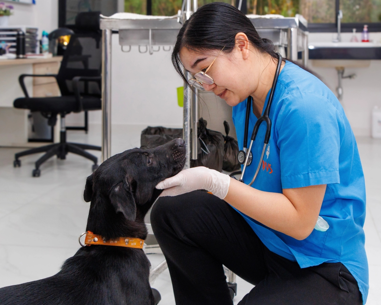 Black dog being looked at by a WVS vet 
