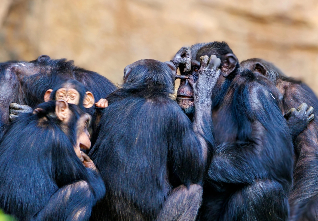Chimpanzees grooming each other