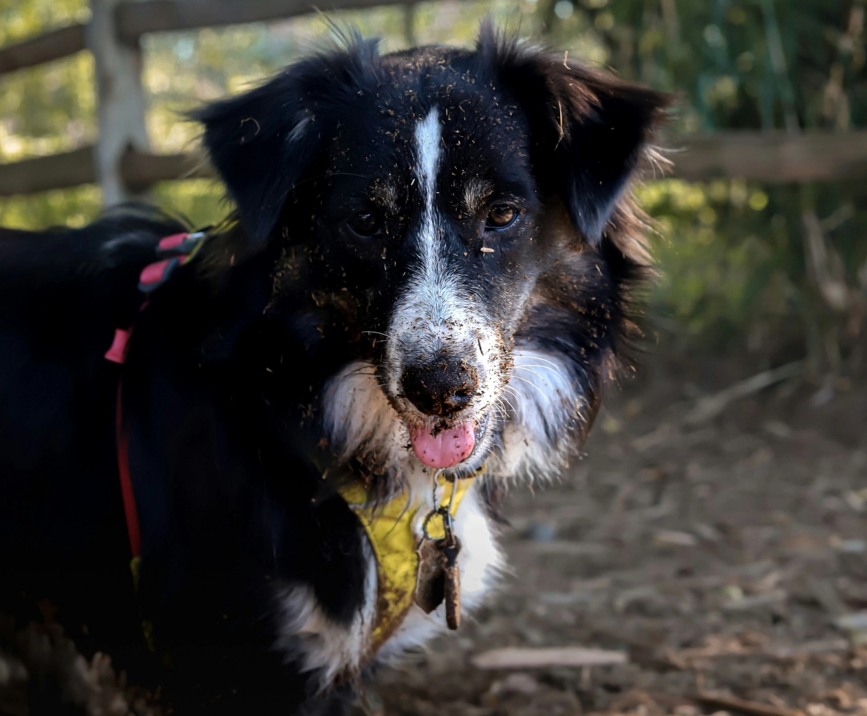 Collie covered in mud