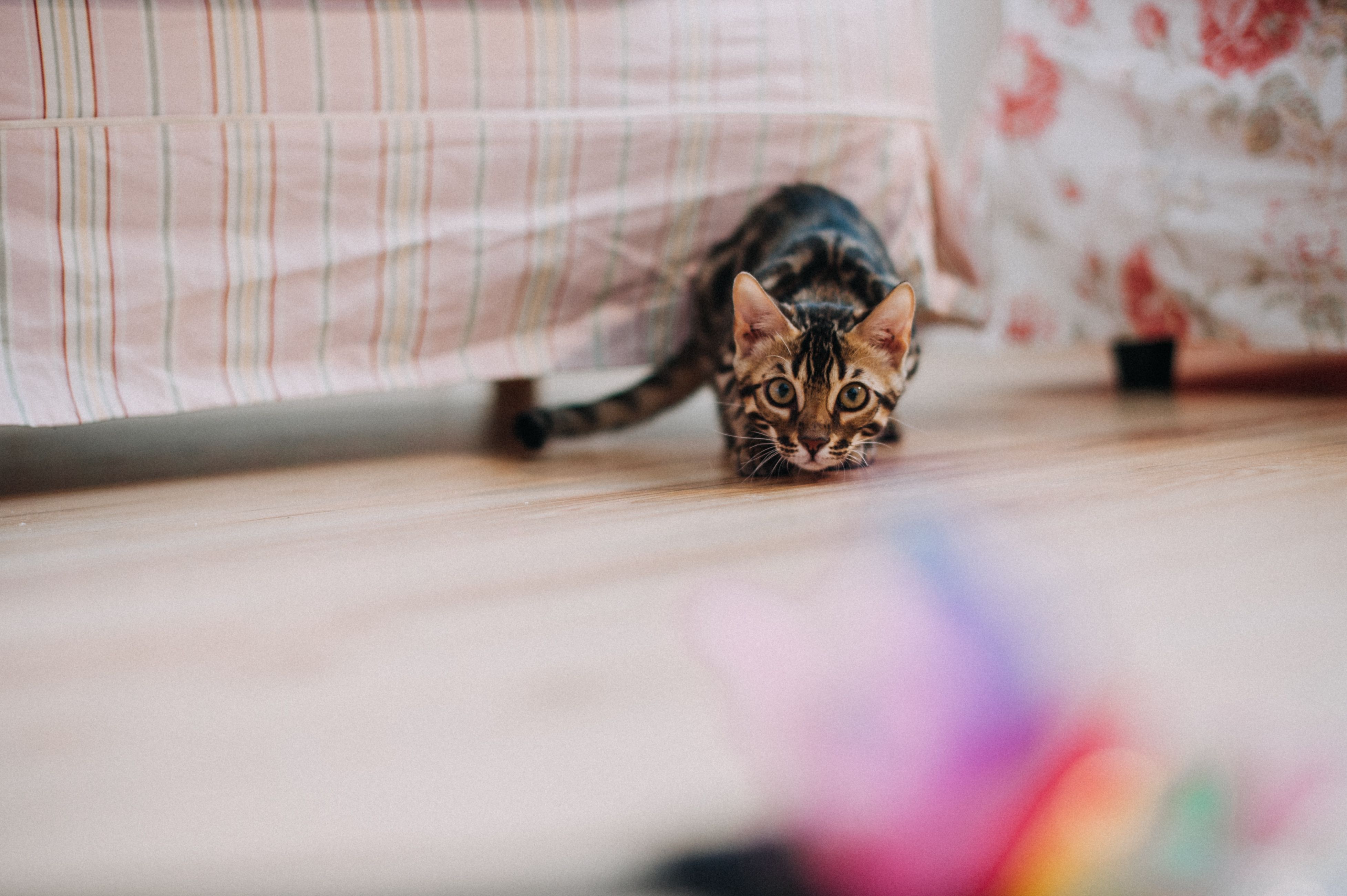 tabby cat stalking a rainbow coloured teaser toy
