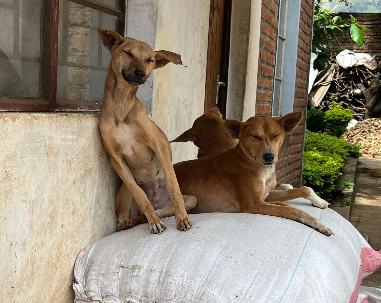 three dogs in the shade in Malawi