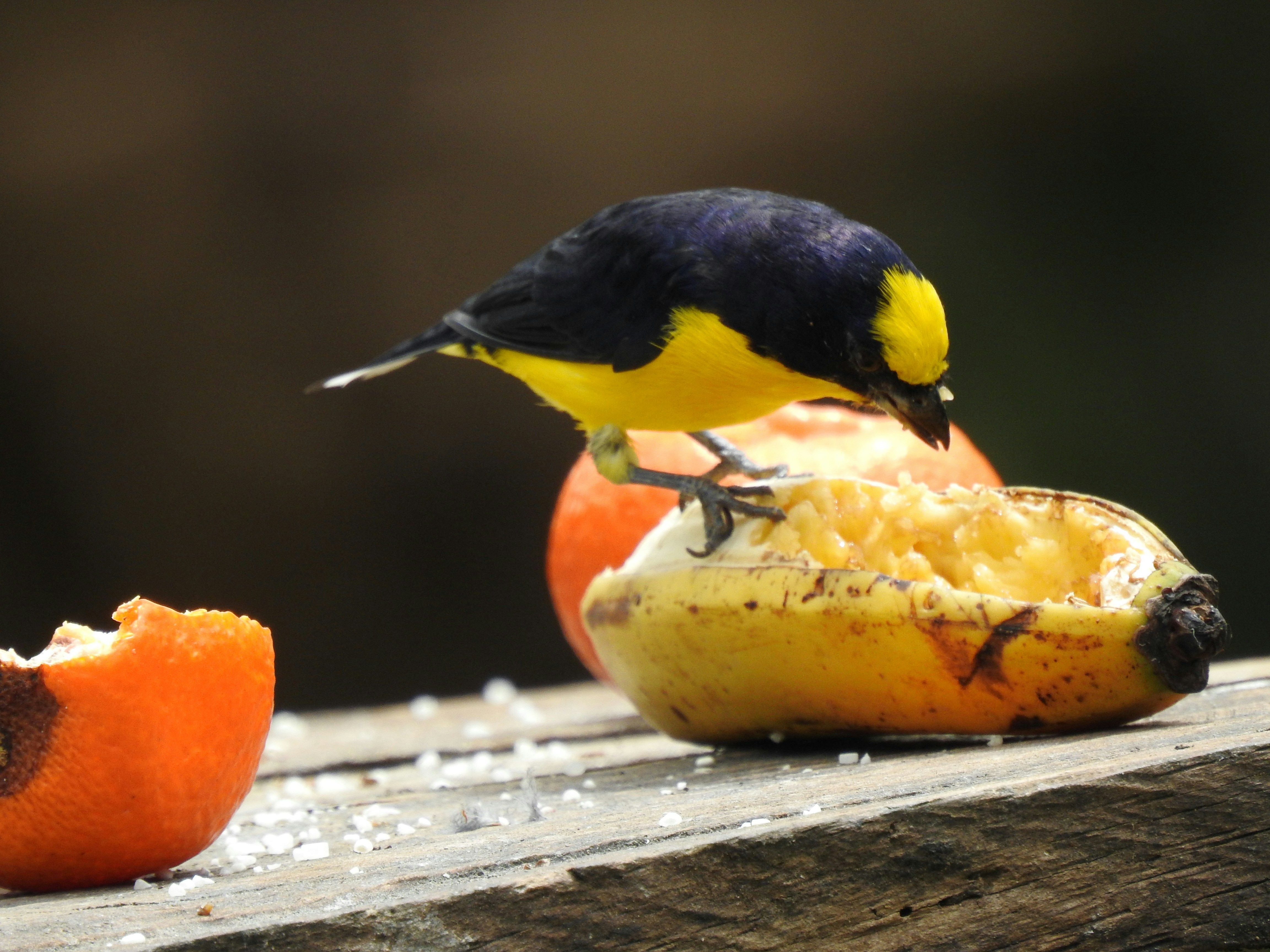 small black and yellow bird eating fruit