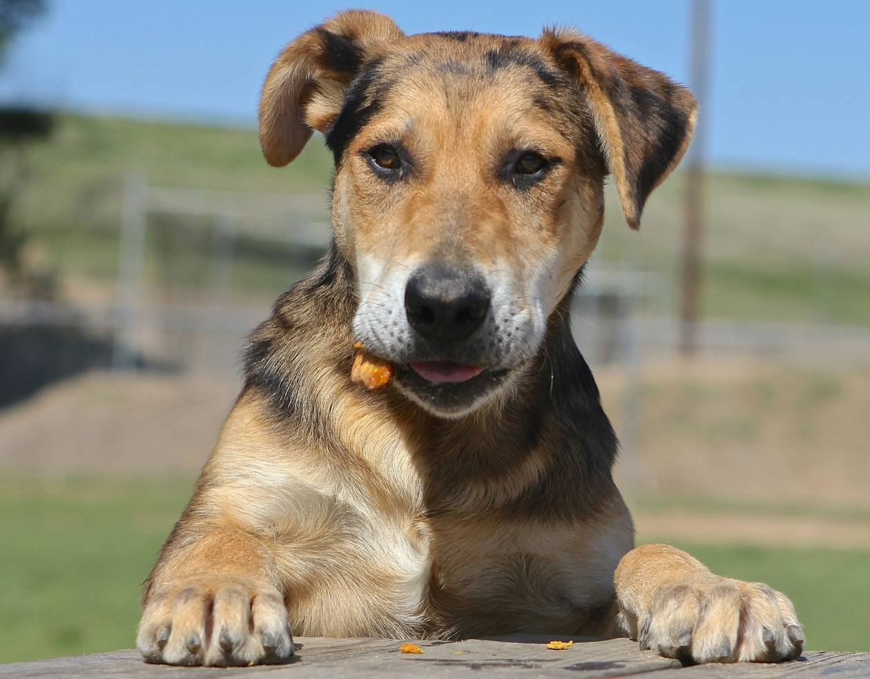 Dog with front paws on a bench eating biscuits