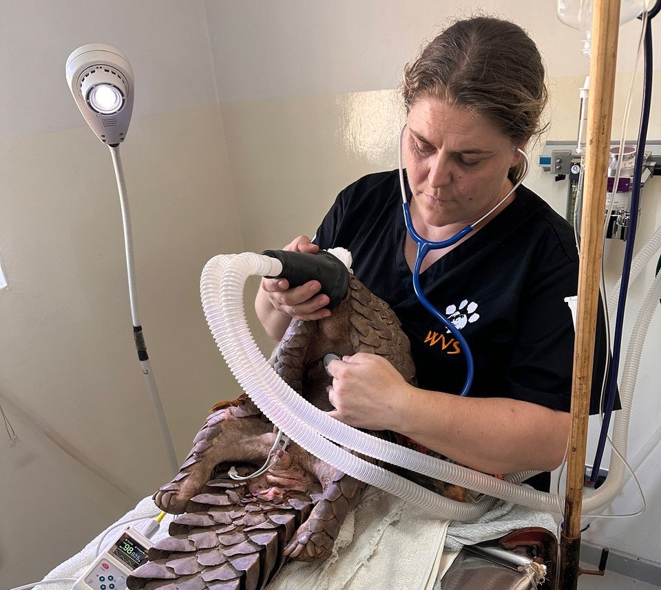 A pangolin being treated at the WVS clinic in Malawi