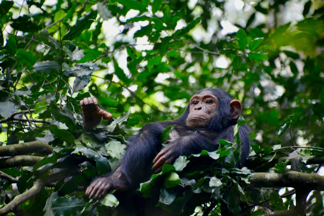 6 truly wild ways chimpanzees are more like us than you might think
