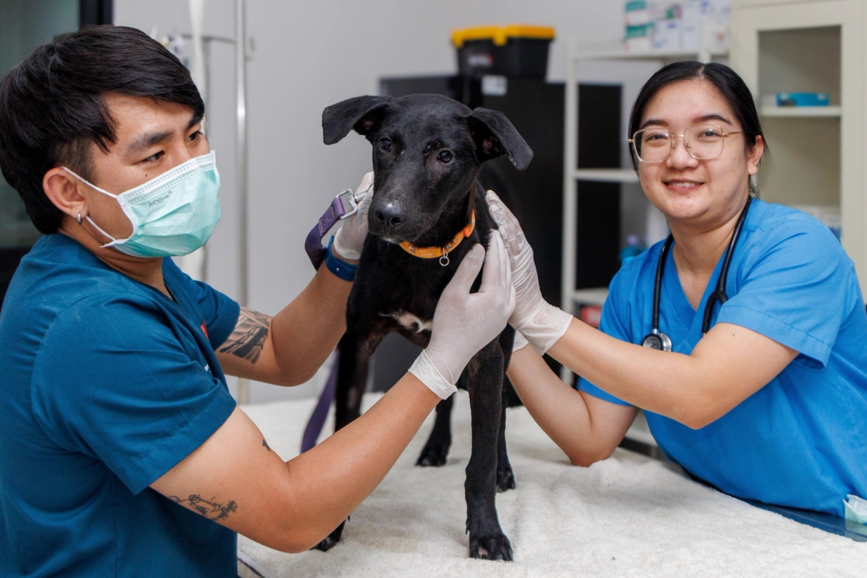a black dog in a clinic being held by two WVS vet care team members in scrubs