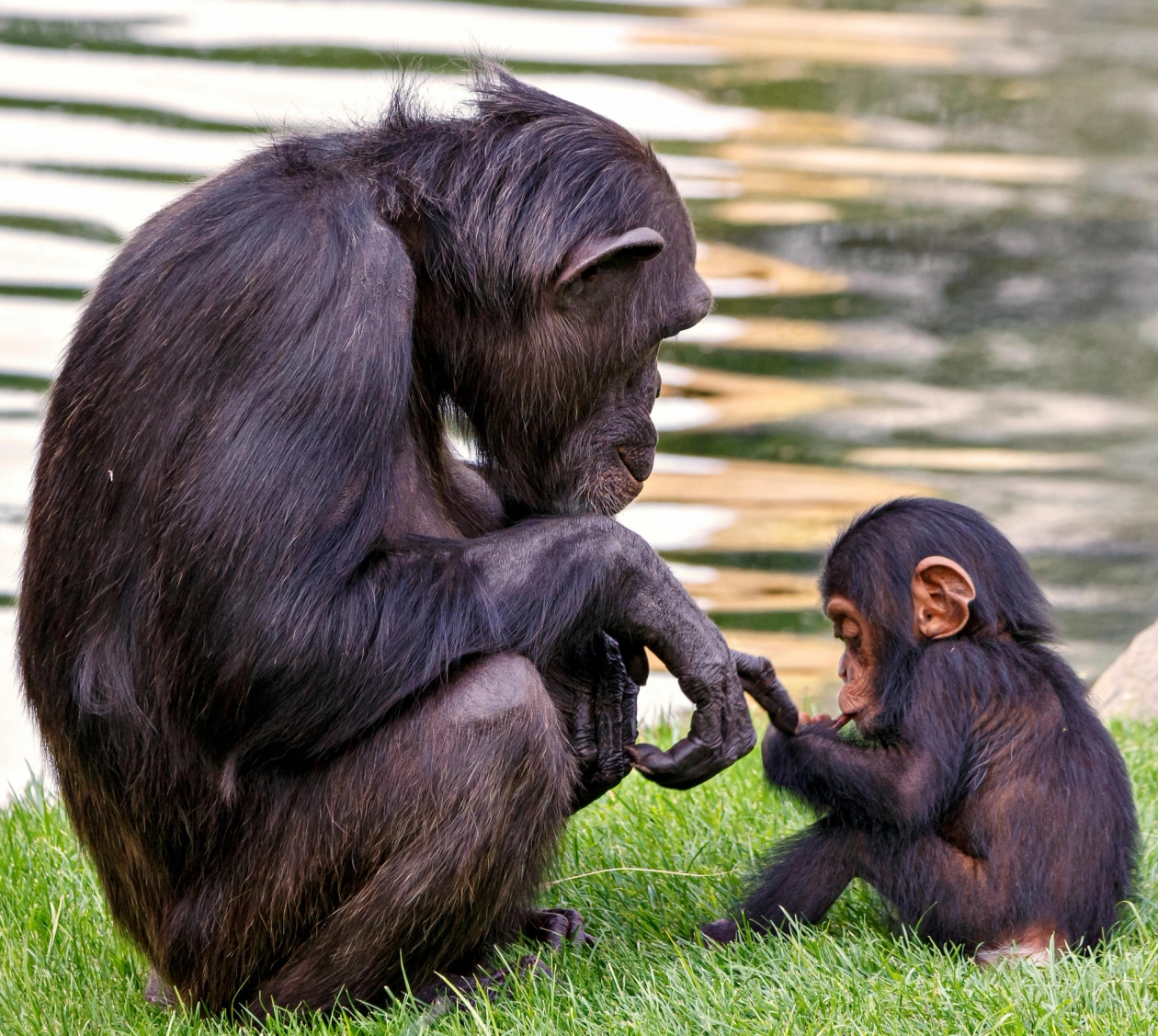 Baby chimp sitting in grass with mother