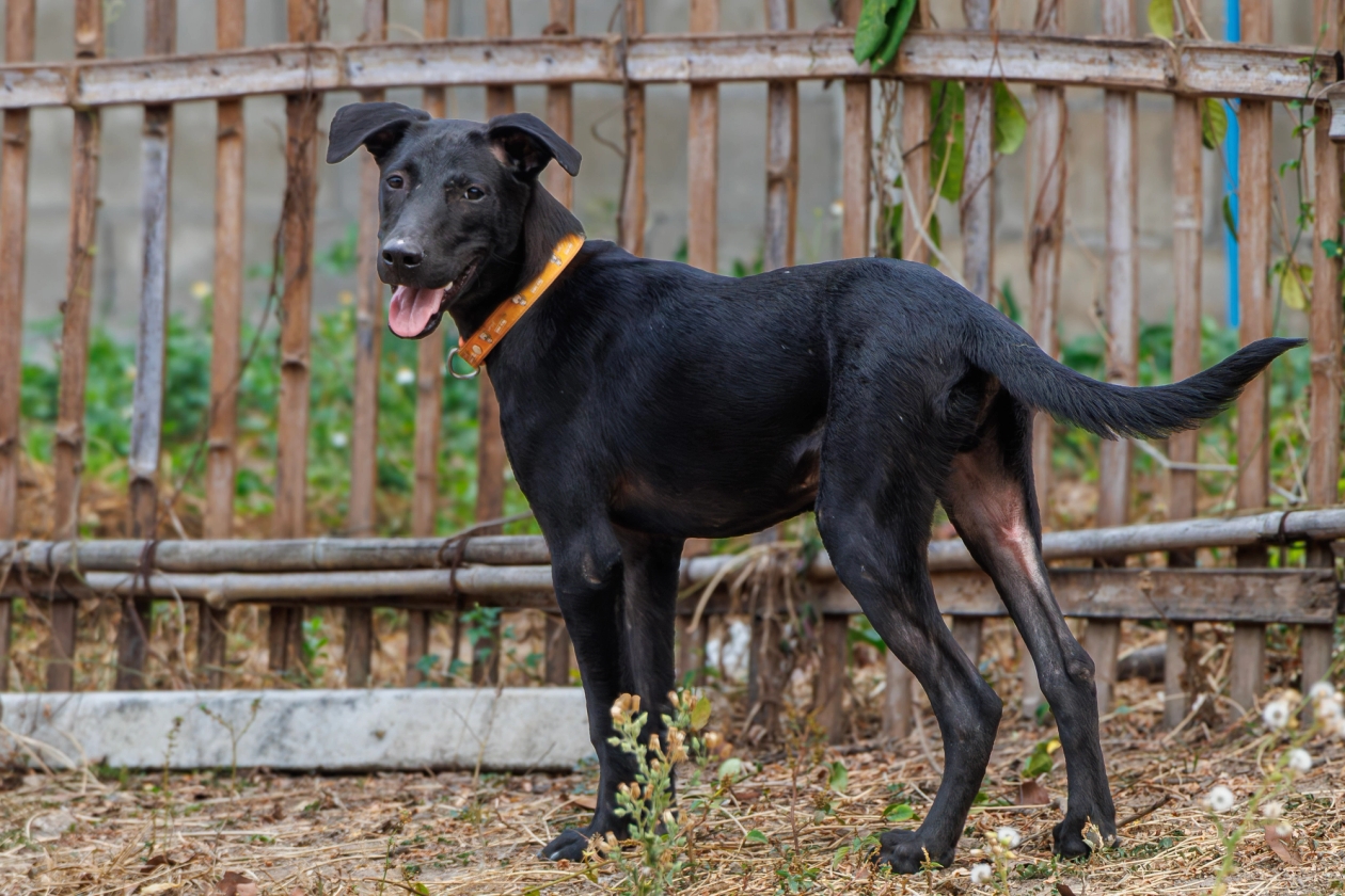 Black dog standing in an outdoor space WVS Thailand
