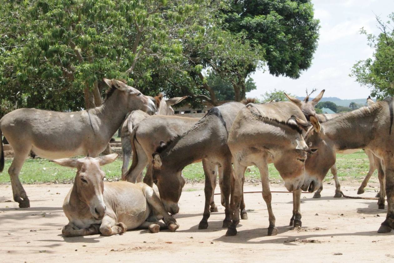 Herd of donkeys gathered in Tanzania 