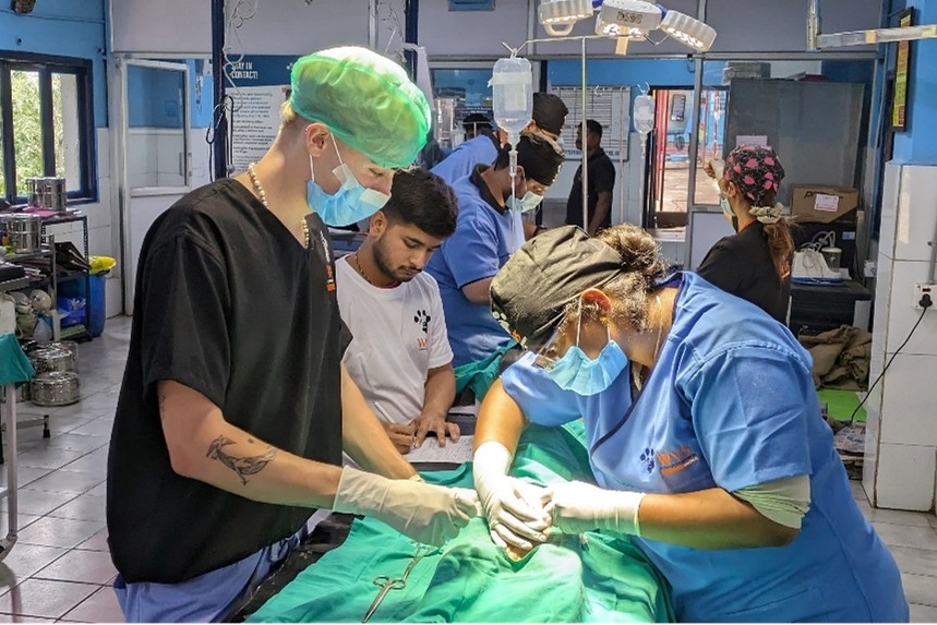 Dr Ben helps a vet student learn how to operate on a dog in Ooty, India. They are wearing scrubs, gloves, hairnets and masks and the dog is under a sheet on an operating table with a drip.