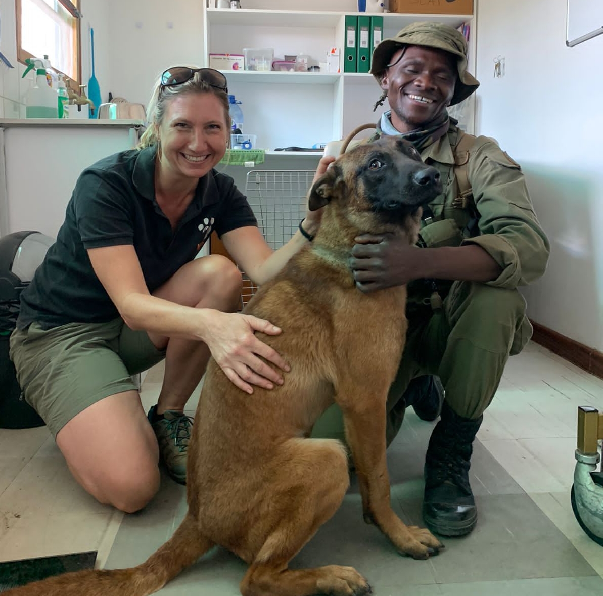 Anti poaching dog getting a checkup in Malawi