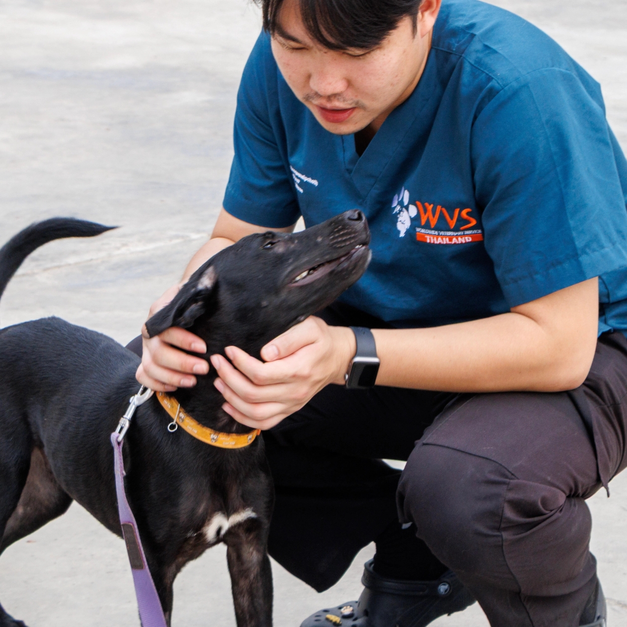 black dog outdoors being stroked by a WVS person crouching down