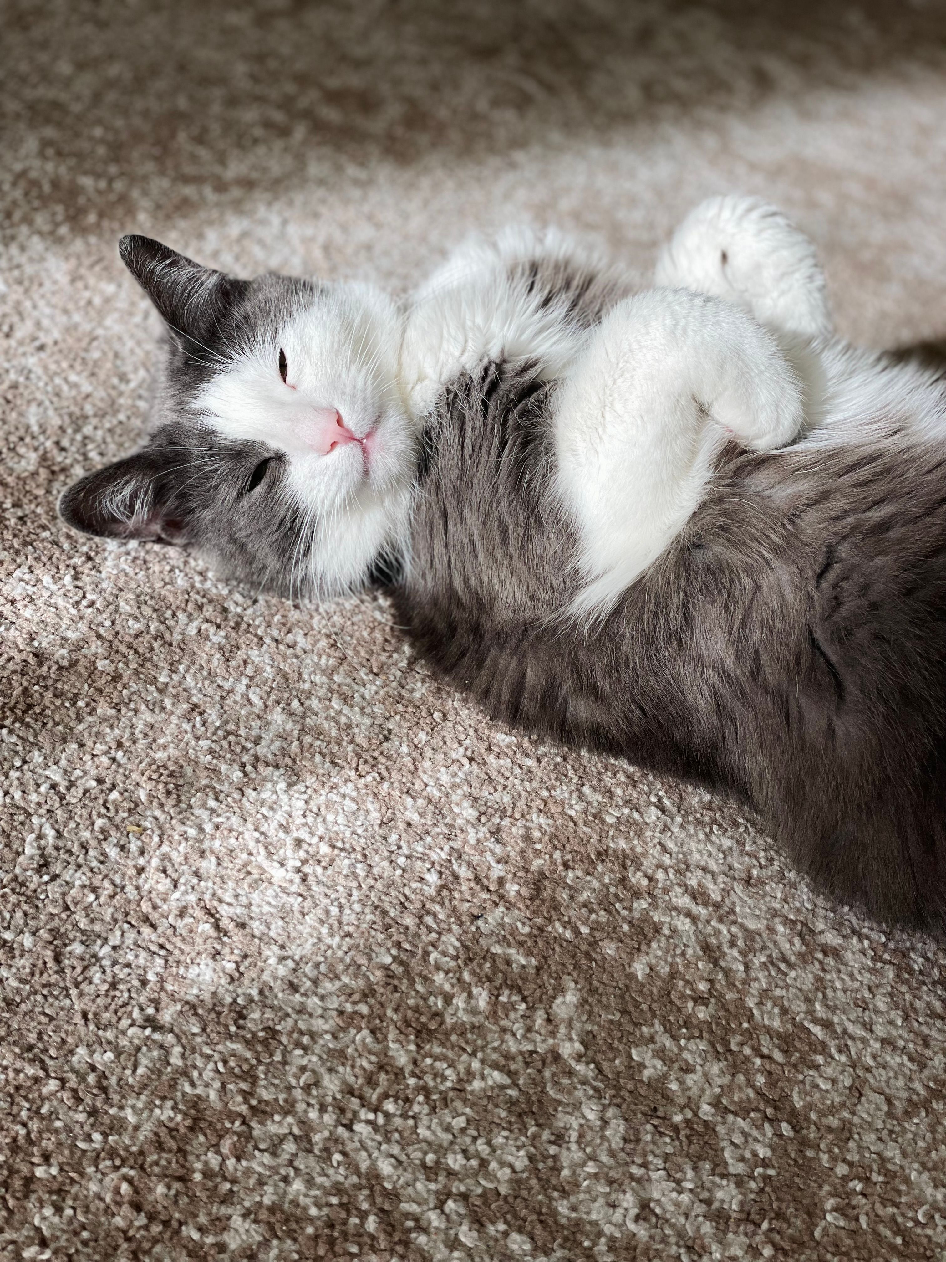 grey and white cat on its back in the sunshine